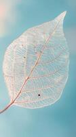 Delicate skeleton leaf against a serene blue background with soft lighting photo