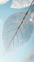 Delicate skeleton leaf against a serene blue background with soft lighting photo
