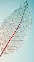 Delicate skeleton leaf against a serene blue background with soft lighting photo