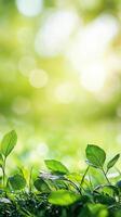 Soft green leaves frame a serene blurred background in a tranquil setting photo
