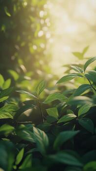 Sunlight filtering through lush green leaves in a serene natural setting photo