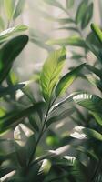 Sunlight filtering through lush green leaves in a serene natural setting photo