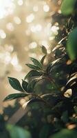 Sunlight filtering through lush green leaves in a serene natural setting photo