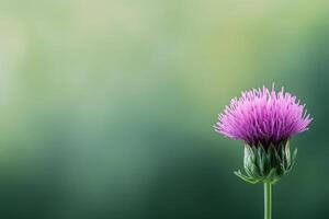 Beautiful purple flowering plant thriving in a lush garden setting during warm spring days photo