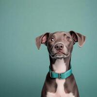 Dog with turquoise collar against a solid teal background looking curiously at the camera photo
