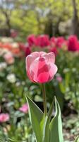Beautiful blooming pink tulip surrounded by vibrant garden flowers in springtime photo