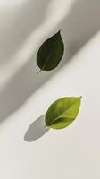 Leaves resting on a light surface with soft shadows creating a tranquil atmosphere photo
