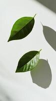 Leaves resting on a light surface with soft shadows creating a tranquil atmosphere photo