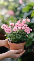 Bright pink flowers in a pot held by a person wearing a green sweater photo