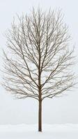 Tree stands alone in a snowy landscape under a foggy sky during winter season photo