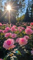 Beautiful pink roses blooming in a serene garden with soft natural light photo