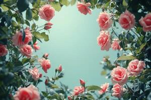 Beautiful pink roses frame a serene blue sky during a sunny afternoon in a garden photo