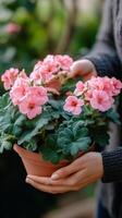 Bright pink flowers in a pot held by a person wearing a green sweater photo