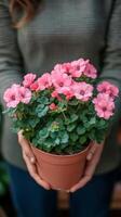 Bright pink flowers in a pot held by a person wearing a green sweater photo
