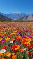 Colorful wildflower field in a mountain setting during a clear sunny day photo