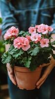 Bright pink flowers in a pot held by a person wearing a green sweater photo