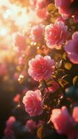 Beautiful pink roses blooming in a serene garden with soft natural light photo