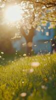 Soft sunlight filters through trees over a lush green meadow with flowers on a warm spring day photo
