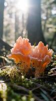 Mushrooms growing in a tranquil forest at sunrise with soft sunlight filtering through trees photo