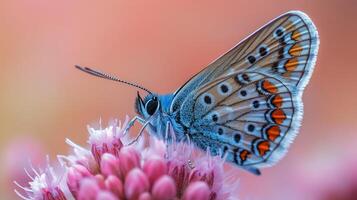 Beautiful butterfly resting on lavender flowers in a vibrant garden at sunset photo
