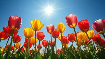 Colorful tulips bloom in a vibrant garden during springtime sunlight photo