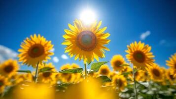 Sunflowers bloom under sunny skies in vast field during summer afternoon photo