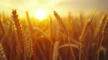 Golden wheat fields swaying in the warm sunset light during harvest season photo