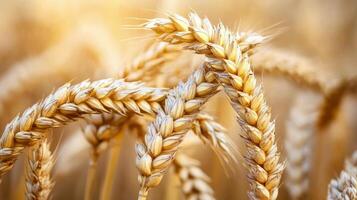 Golden wheat fields swaying in the warm sunset light during harvest season photo