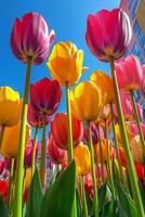 Colorful tulip field under clear blue sky during bright daytime in spring season photo