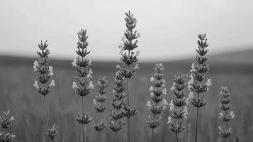 Lavender flowers stand tall in a black and white field during the evening photo
