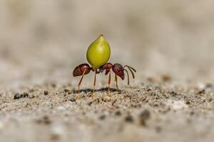 A small ant carrying a seed on its back photo