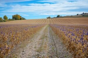 A dirt road in a field photo