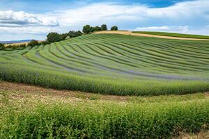 A field of lavender flowers photo