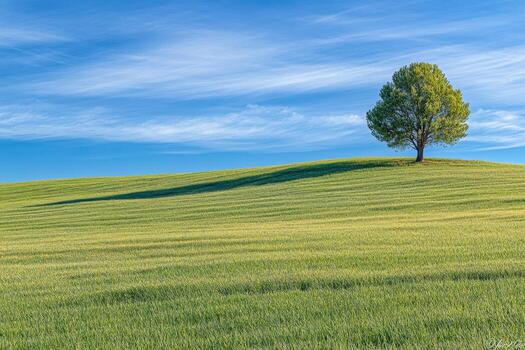 A lone tree in a field photo