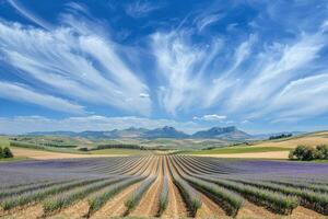 A field of lavender flowers photo