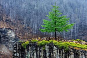 A small tree is growing on top of a rock photo