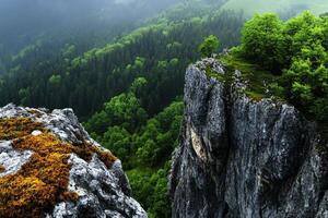 A mountain top with a green forest and a cliff photo