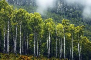 Birch trees in the mist photo
