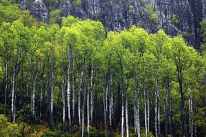 A forest of birch trees in the mountains photo