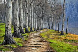 A path that is lined with trees and grass photo