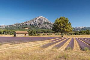 Lavender field in provence, france photo