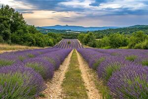 Lavender field in provence, france photo
