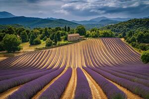Lavender field in provence, france photo