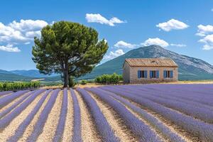 Lavender field in provence, france photo