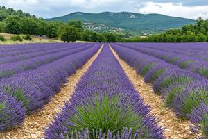Lavender field in provence, france photo