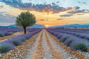 Lavender field at sunset in provence, france photo