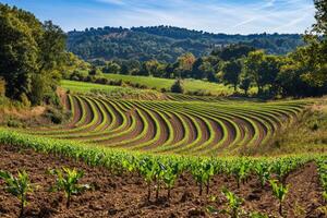 A field with rows of corn photo