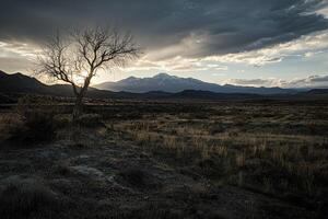 A lone tree in the middle of a field photo