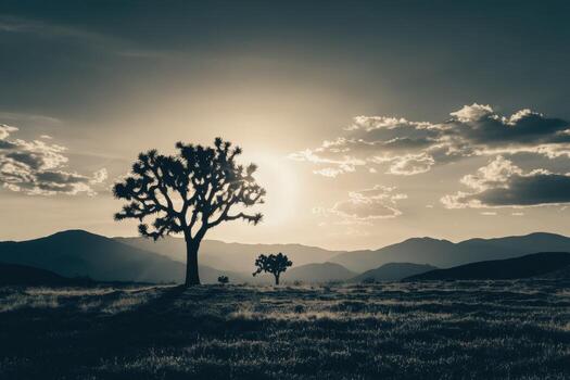 Joshua tree in the desert photo