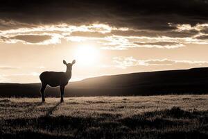 A deer stands in a field at sunset photo